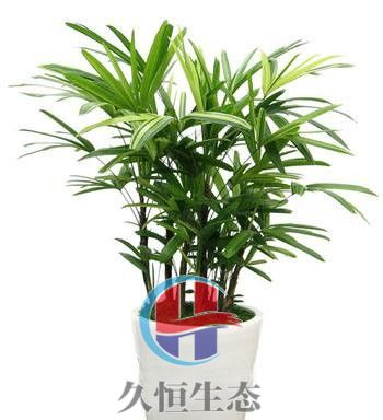 温岭棕竹